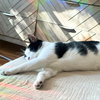 Lil' Sir - Photo 2