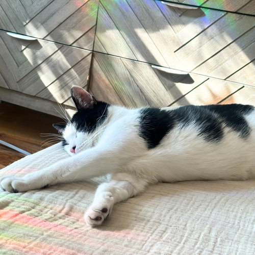 LIL' SIR - Domestic Short Hair available for adoption