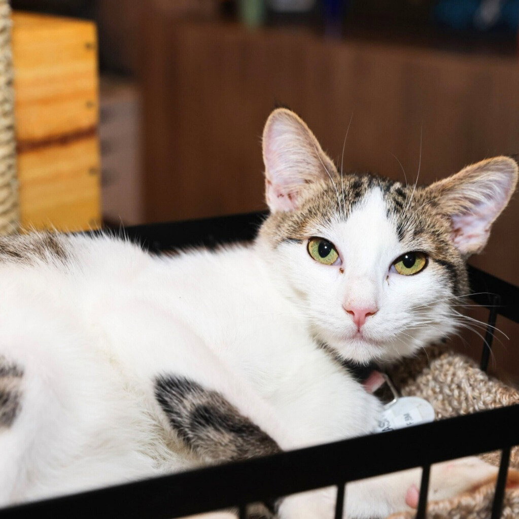 Flash - Brooklyn Cat Cafe