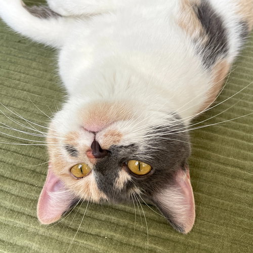 picture of the cat needing adoption