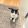 Oscar - Photo 2