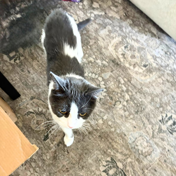 Oscar