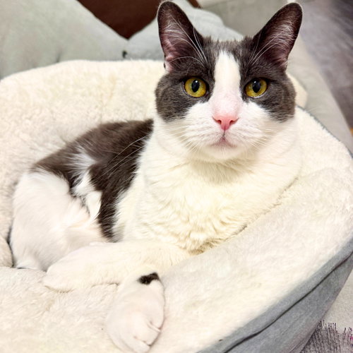 Oscar, an adoptable Domestic Short Hair in Brooklyn, NY