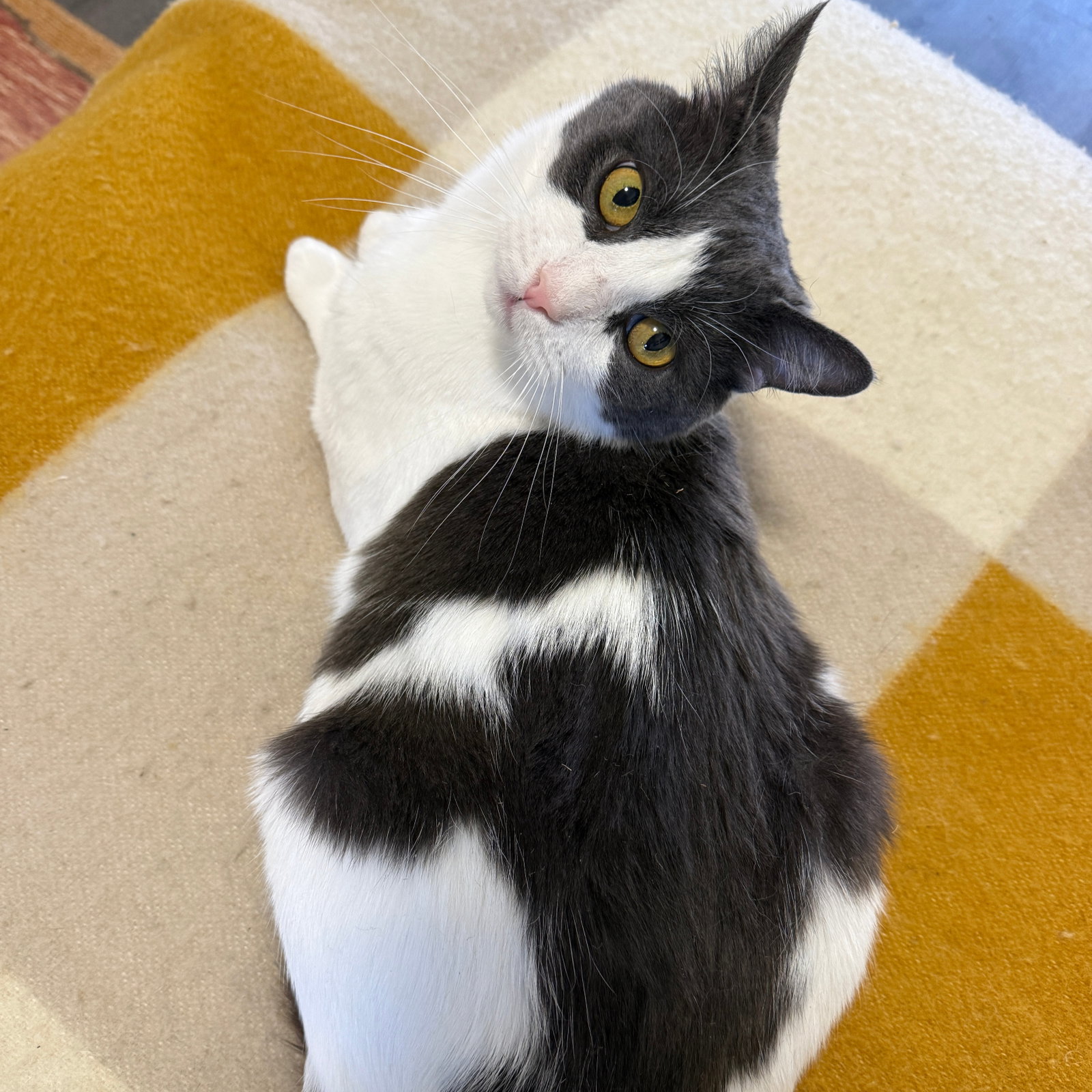 Oscar - Brooklyn Cat Cafe