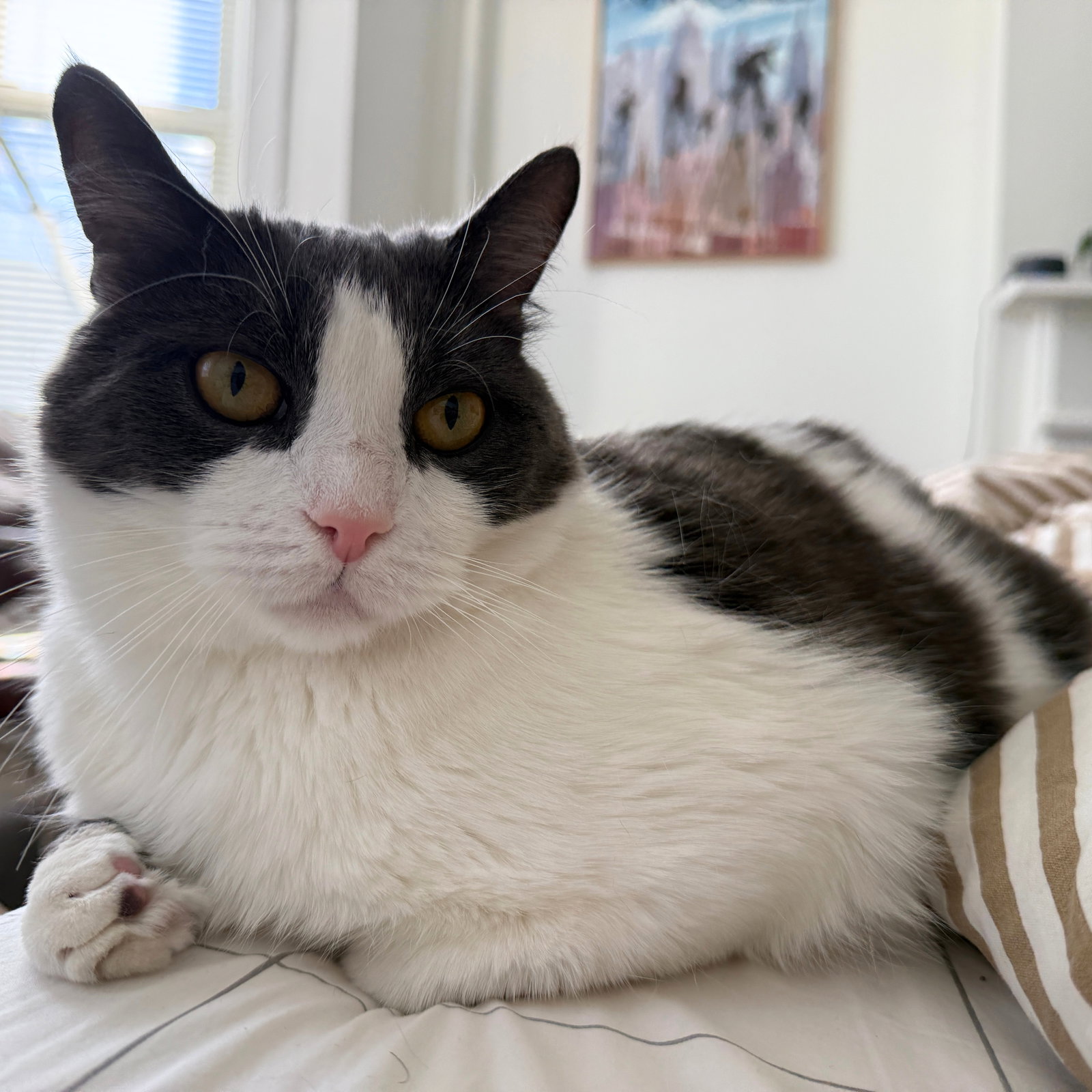 Oscar - Brooklyn Cat Cafe