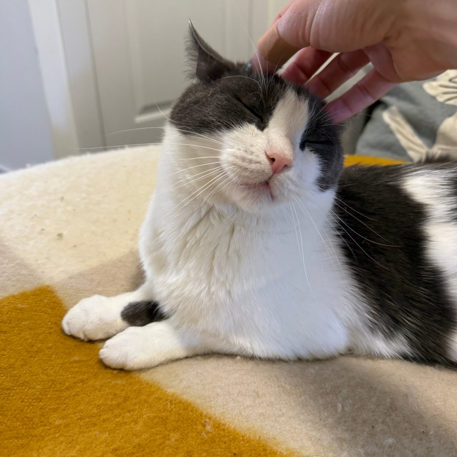 Oscar - Brooklyn Cat Cafe