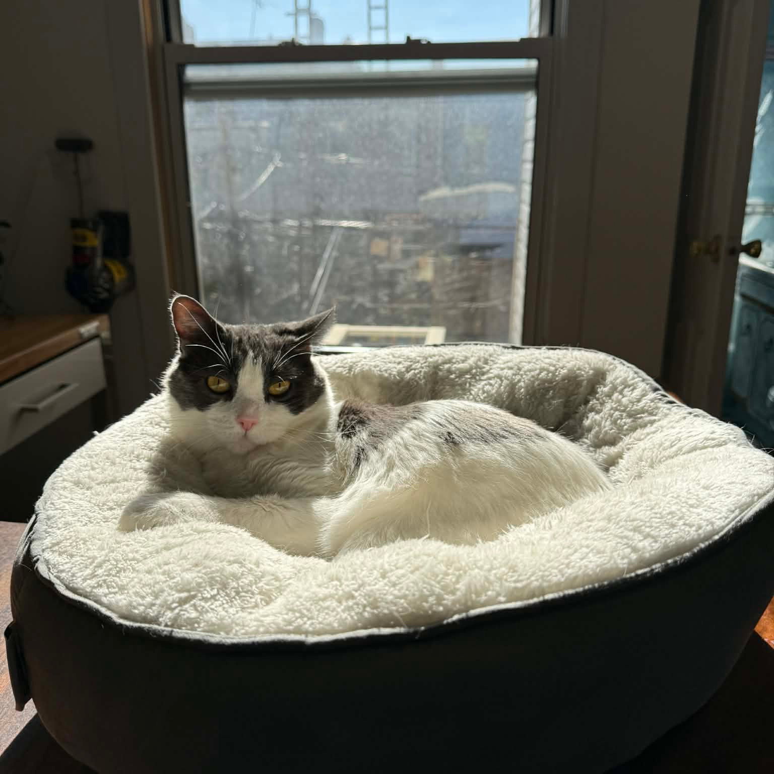 【中古】 Cat　cafe Oscar - Brooklyn Cat Cafe