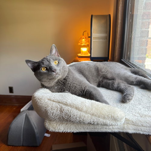 ROCKET MAN - Domestic Short Hair available for adoption