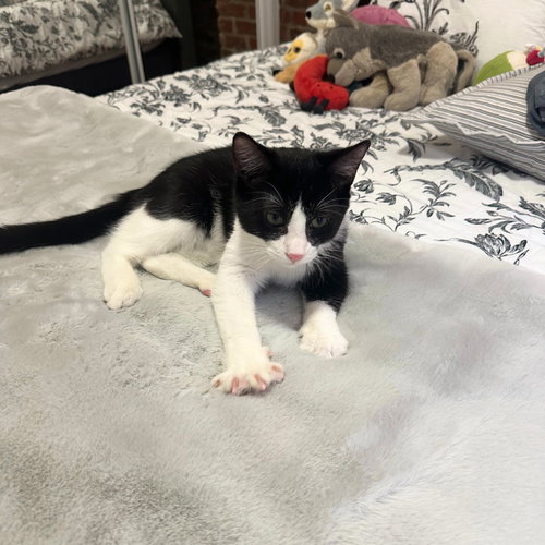 MIX & MINGLE - Domestic Short Hair available for adoption