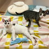 Unk - Photo 6