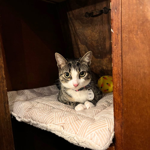 UNK - Domestic Short Hair available for adoption