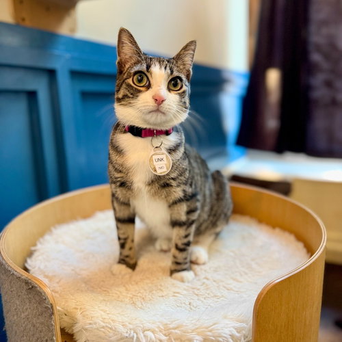 UNK - Domestic Short Hair available for adoption