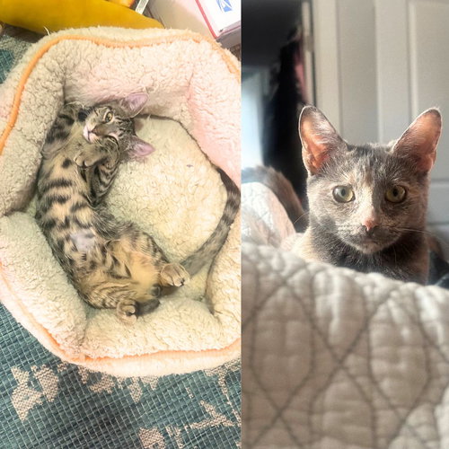 picture of the cat needing adoption
