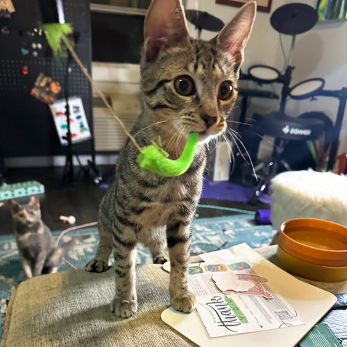 SHEFFIELD & TRUFFLE TOMPKINS - Domestic Short Hair available for adoption