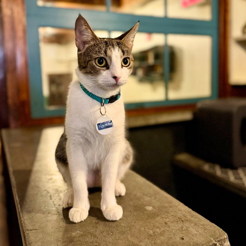 TIJUANA - Domestic Short Hair available for adoption