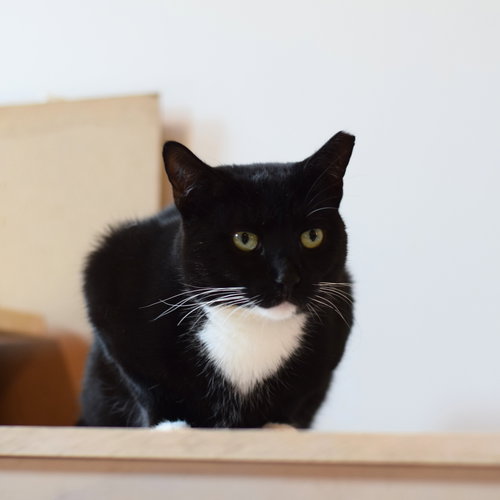 LINDA - Domestic Short Hair available for adoption