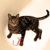 Whiskers Saratoga - Photo 3