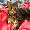 Whiskers Saratoga - Photo 5