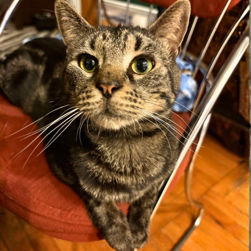 WHISKERS SARATOGA - Domestic Short Hair available for adoption
