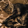 Whiskers Saratoga - Photo 4
