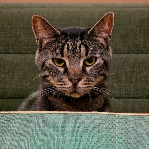 WHISKERS SARATOGA - Domestic Short Hair available for adoption