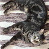 Whiskers Saratoga - Photo 6