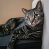 Whiskers Saratoga - Photo 7