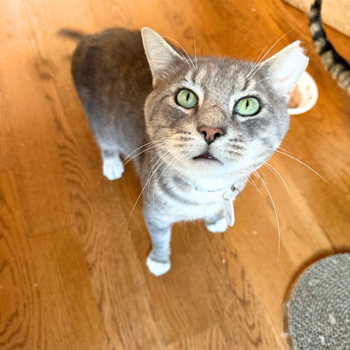 COLLEGE CLAREMONT - Domestic Short Hair available for adoption