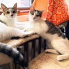 Josie & Luna - Photo 2