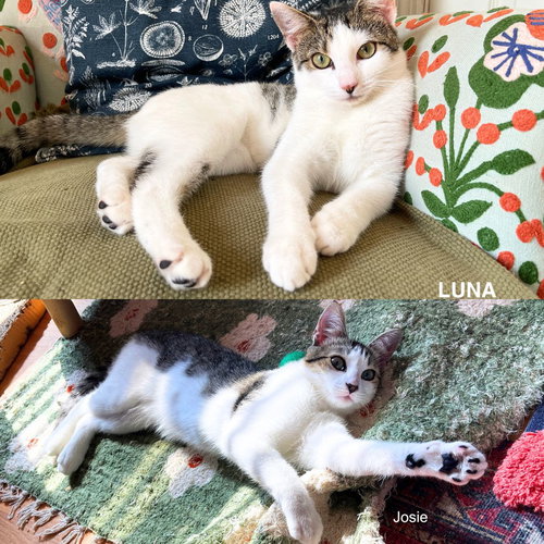 JOSIE & LUNA - Domestic Short Hair available for adoption