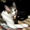 Josie & Luna - Photo 5