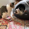 Josie & Luna - Photo 8