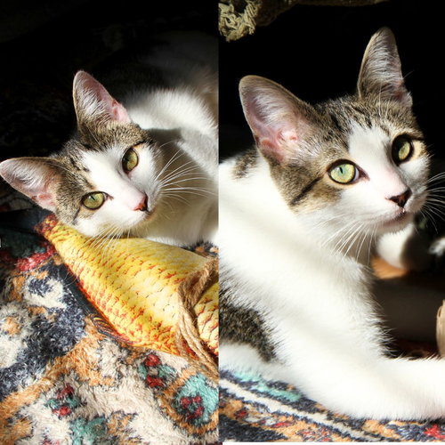 Josie & Luna, Young Domestic Short Hair, cat for adoption in Clifton, New Jersey