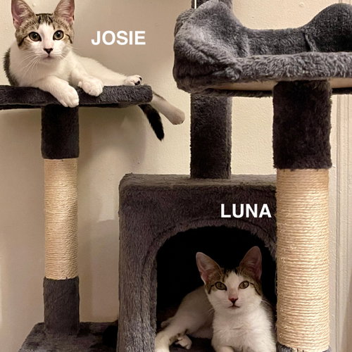 Photo 4 of Josie & Luna