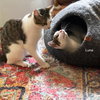 Josie & Luna - Photo 7
