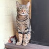 Chirp Chester - Photo 4
