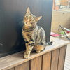 Chirp Chester - Photo 1