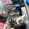Chirp Chester - Photo 2