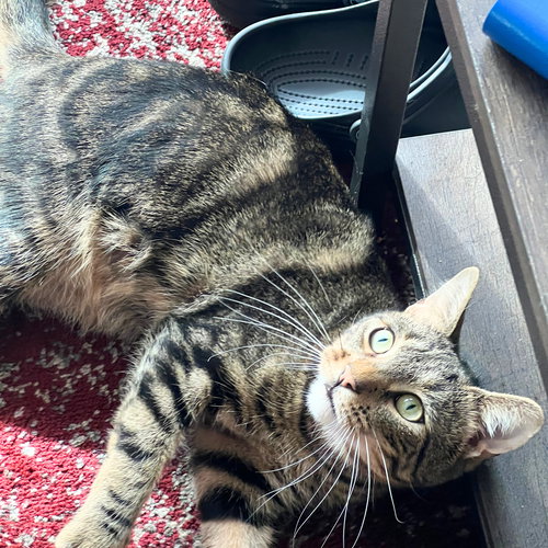 CHIRP CHESTER - Domestic Short Hair available for adoption