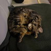Chirp Chester - Photo 6