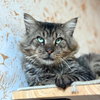 Sparky - Photo 1