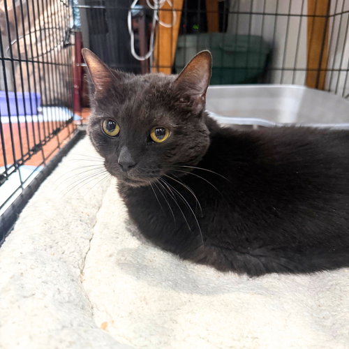 BLUEY - Domestic Short Hair available for adoption