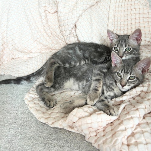 animal-image