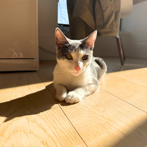animal-image