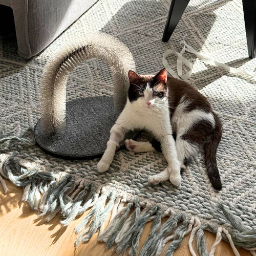animal-image