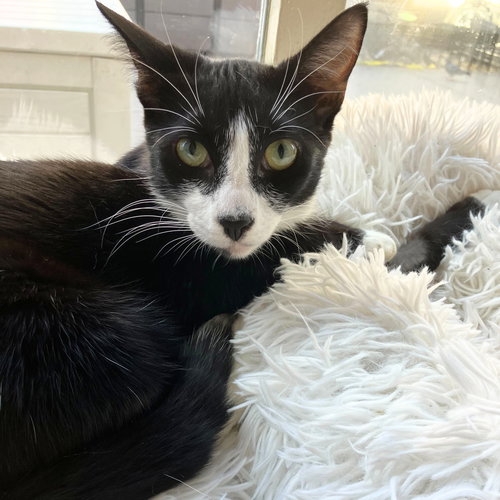 SILENCE - Domestic Short Hair available for adoption