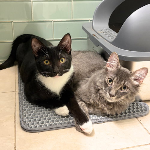 picture of the cat needing adoption