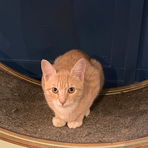 COOKIE CUTTER & EPAULETTE SHARK - Domestic Short Hair available for adoption