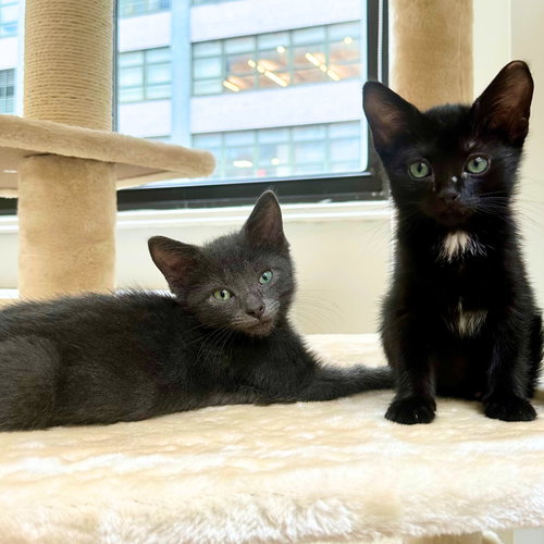 picture of the cat needing adoption