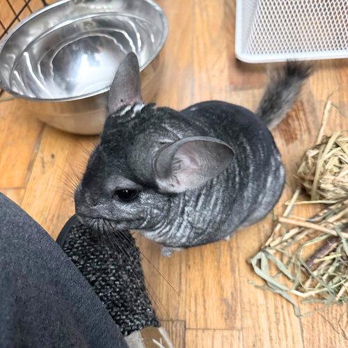 animal-image